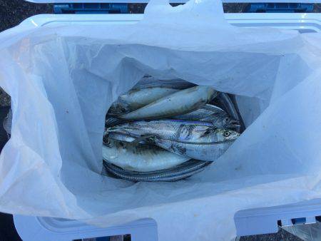 太刀魚のち尺アジ