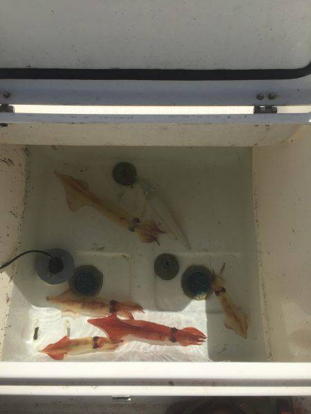 マイボートでイカメタル釣行