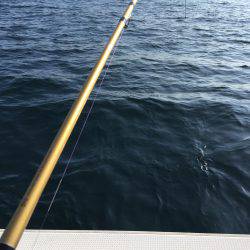 家島沖 丸アジ25〜35㎝