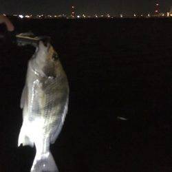 淀川でキビレ。