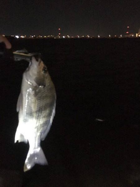 淀川でキビレ。