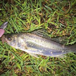 リアクション攻め