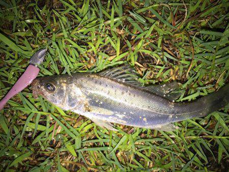 リアクション攻め