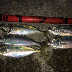 プリプリのアジ♪