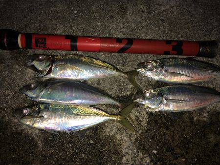 プリプリのアジ♪