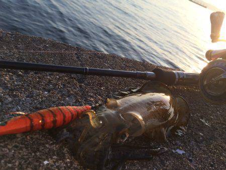 アオリの新子のサイズ調査