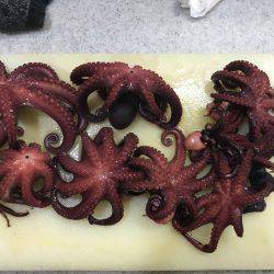 まだタコなんとかいけめすね(^_^)