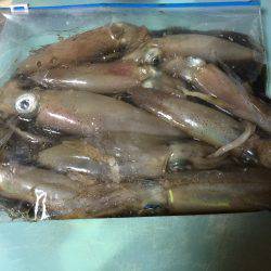 山の日なのに、海に行く！ケンサキはイカに…