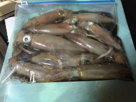 山の日なのに、海に行く！ケンサキはイカに…