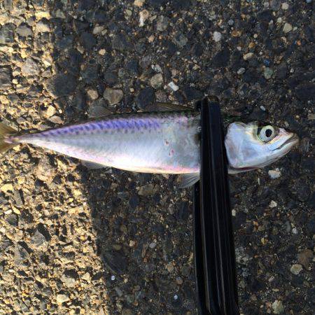 小サバが多い。