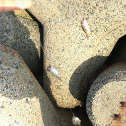 天ぷらにハマって