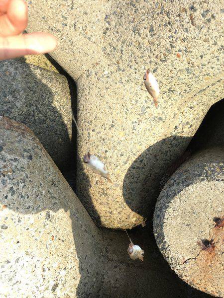 天ぷらにハマって