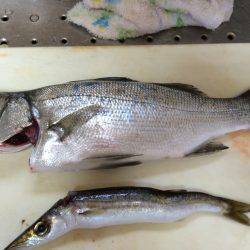 アタリはあったものの。。。