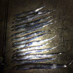 久々のタッチョ