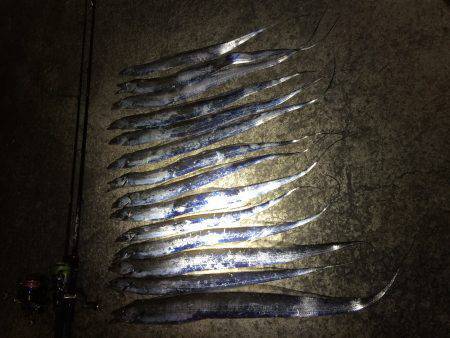 久々のタッチョ