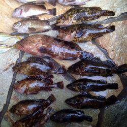 アコウが釣れると聞きつけて…