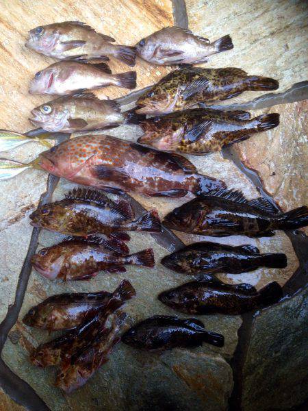 アコウが釣れると聞きつけて…