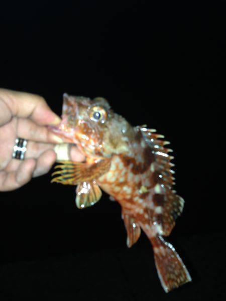 ハギングさいこー！