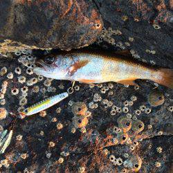 貧果投稿スミマセン