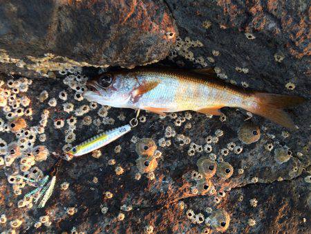 貧果投稿スミマセン