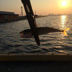 マアジ狙い‥‥。