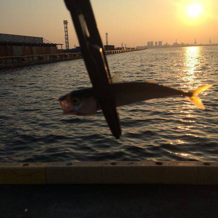 マアジ狙い‥‥。