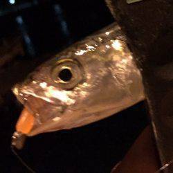 豆アジにイカ♪