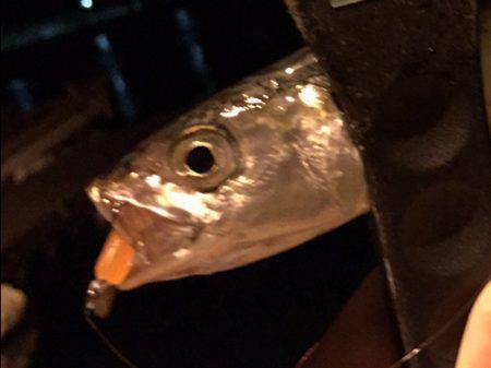 豆アジにイカ♪