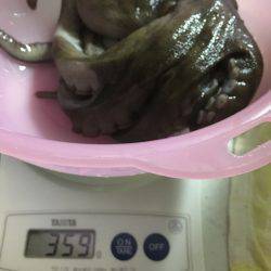 和歌山マリーナシティ海釣り公園