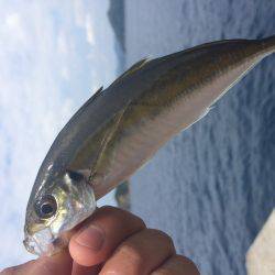 お久しぶりショアジギング