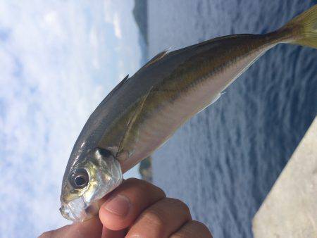 お久しぶりショアジギング