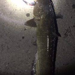 ナイトウォーカー