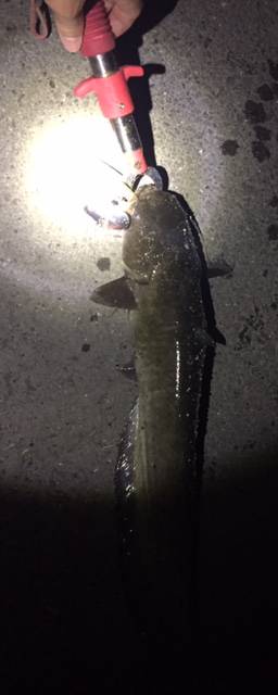 ナイトウォーカー