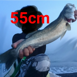 サーフアジングでシーバス