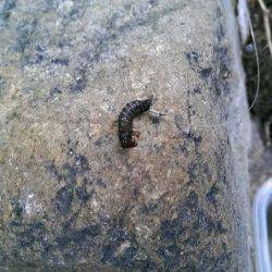 2日連続の渓流釣り