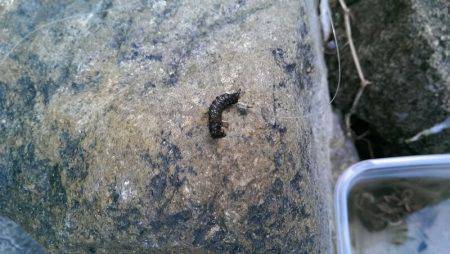 2日連続の渓流釣り