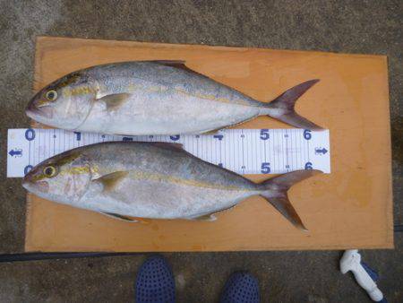 カンパチリベンジ成功♪
