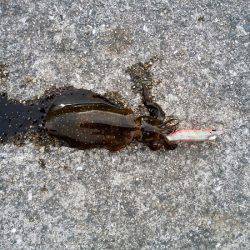 ケンサキ&ウルメイワシ&アオリイカ