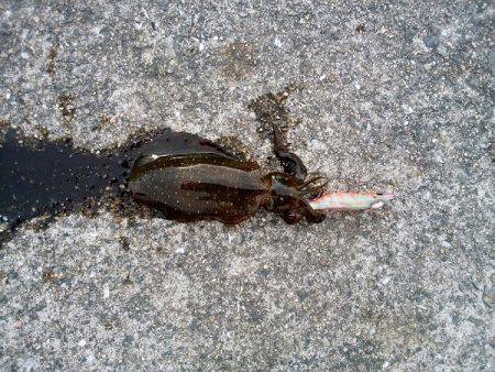 ケンサキ&ウルメイワシ&アオリイカ