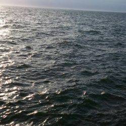 サゴシ、太刀魚GET！！