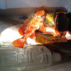 夏ロックとおまけ