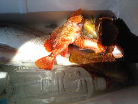 夏ロックとおまけ