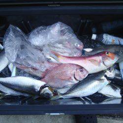 イカメタルの合間に魚狙い