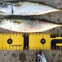 ワインドvsジグサビキ