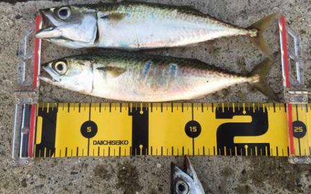 ワインドvsジグサビキ