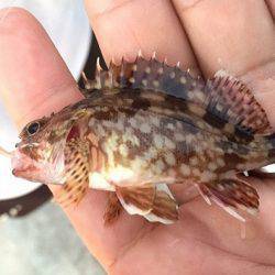 タチウオ、大潮の神戸港はやっぱイマイチ?