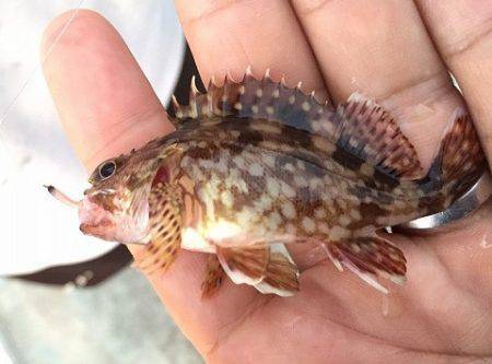 タチウオ、大潮の神戸港はやっぱイマイチ?