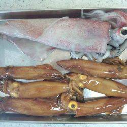 サイズアップ、大蔵海岸のケンサキイカ