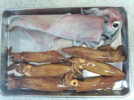 サイズアップ、大蔵海岸のケンサキイカ