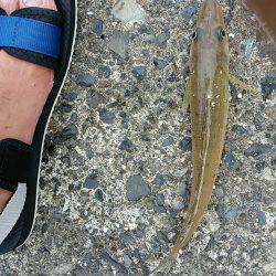 早朝からキス狙い。やや渋めも25cmゲット。